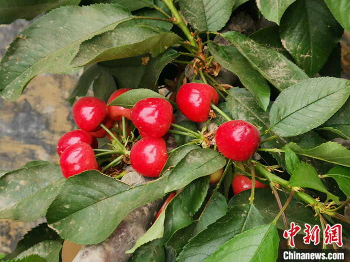 陜西省子長市盛宇現(xiàn)代農(nóng)業(yè)園區(qū)內(nèi)，櫻桃鮮艷欲滴。<a target='_blank'  ><p  align=