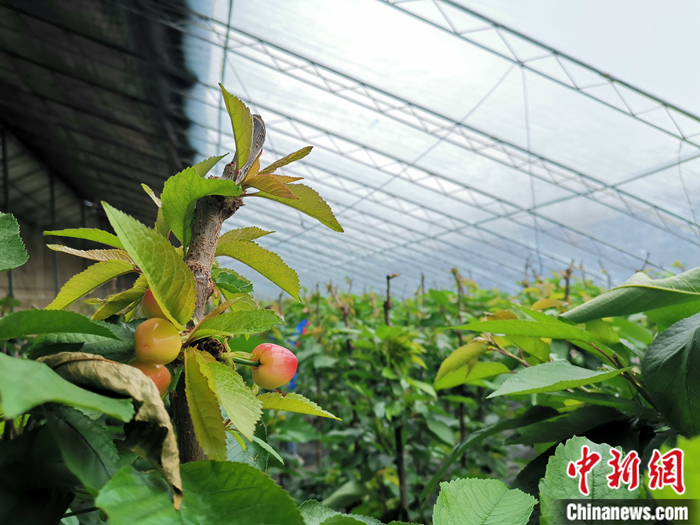 陜西省子長市盛宇現(xiàn)代農(nóng)業(yè)示范園櫻桃園區(qū)。<a target='_blank'  ><p  align=