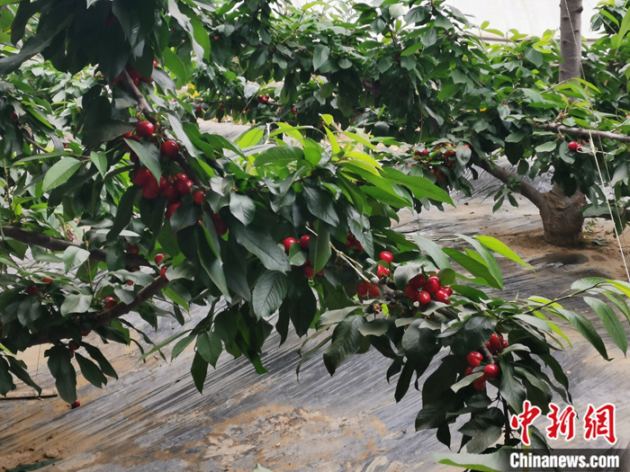 陜西省子長市盛宇現(xiàn)代農(nóng)業(yè)示范園內(nèi)，櫻桃鮮艷欲滴。<a target='_blank'  ><p  align=